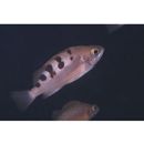 Sebastes joyneri Gunther, 1878