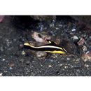 Diagramma pictum (Thunberg, 1792)