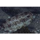 Siganus fuscescens (Houttuyn, 1782)