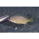 Lutjanus rufolineatus (Valenciennes, 1830)