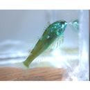 Ocynectes maschalis Jordan et Starks, 1904