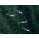 Chaenogobius gulosus (Sauvage, 1882)