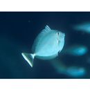 Naso brevirostris (Cuvier, 1829)