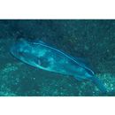 Arothron firmamentum (Temminck et Schlegel, 1847)