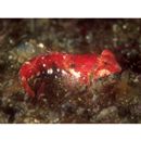 Neosynchiropus rubrovinctus (Gilbert, 1905)