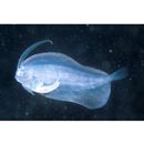 Laeops kitaharae (Smith et Pope, 1906)