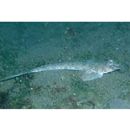 Repomucenus huguenini (Bleeker, 1858-1859)