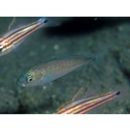 Trachurus japonicus (Temminck et Schlegel, 1844)