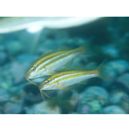 Parupeneus biaculeatus (Richardson, 1846)