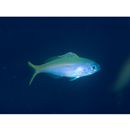 Paracaesio xanthura (Bleeker, 1869)