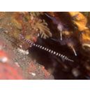 Doryrhamphus (Dunckerocampus) dactyliophorus (Bleeker, 1853)