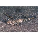 Dactylopus dactylopus (Valenciennes, 1837)