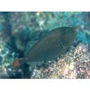 Melichthys vidua (Richardson, 1845)