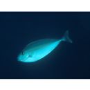 Naso thynnoides (Cuvier, 1829)