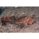 Pteroidichthys amboinensis Bleeker, 1856