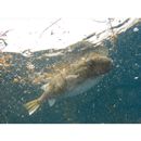 Sphoeroides pachygaster (Muller et Troschel, 1848)