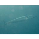 Acanthocybium solandri (Cuvier, 1832)