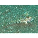 Furcina osimae Jordan et Starks, 1904