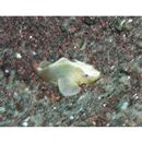 Scorpaenopsis neglecta Heckel, 1837 or S. diabolus Cuvier, 1829