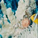 Amphiprion chrysopterus Cuvier, 1830