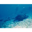 Taeniura meyeni Muller et Henle, 1841