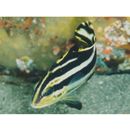 Diagramma pictum (Thunberg, 1792)