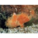 Antennatus rosaceus (Smith et Radcliffe, 1912)