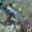 Ecsenius yaeyamaensis (Aoyagi, 1954)