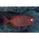 Heteropriacanthus carolinus (Cuvier, 1829)