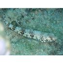 Synodus dermatogenys Fowler, 1912