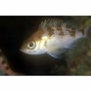 Sebastes thompsoni (Jordan et Hubbs, 1925)