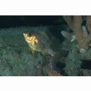 Sebastes inermis species complex