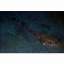 Inegocia japonica (Cuvier, 1829)