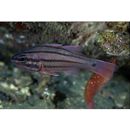 Ostorhinchus doederleini (Jordan et Snyder, 1901)