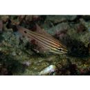 Ostorhinchus endekataenia (Bleeker, 1852)