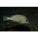 Diagramma pictum (Thunberg, 1792)