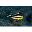 Diagramma pictum (Thunberg, 1792)