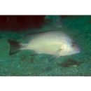 Diagramma pictum (Thunberg, 1792)