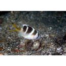 Monotaxis grandoculis (Forsskal, 1775)