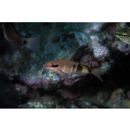 Parupeneus multifasciatus (Quoy et Gaimard, 1825)