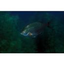 Ditrema temminckii pacificum Katafuchi et Nakabo, 2007