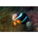 Amphiprion clarkii (Bennett, 1830)