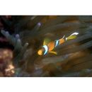 Amphiprion clarkii (Bennett, 1830)