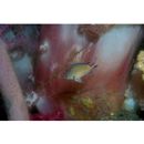 Chromis fumea (Tanaka, 1917)