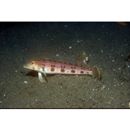 Parapercis sexfasciata (Temminck et Schlegel, 1843)