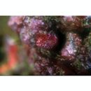 Neoclinus toshimaensis Fukao, 1980