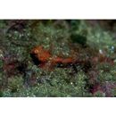 Neosynchiropus ijimae (Jordan et Thompson, 1914)