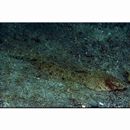 Repomucenus huguenini (Bleeker, 1858-1859)