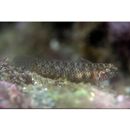 Eviota abax (Jordan et Snyder, 1901)