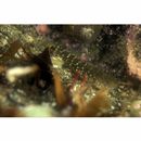 Chaenogobius gulosus (Sauvage, 1882)